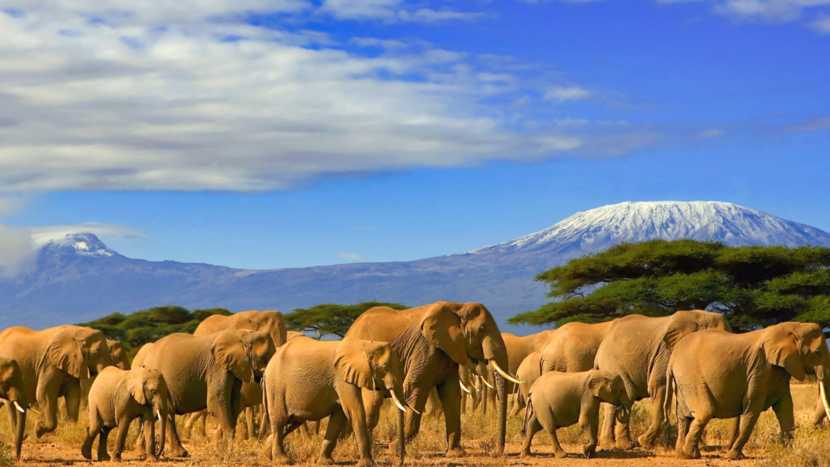 Adventure Awaits: Top Travel Tips for Exploring Tanzania