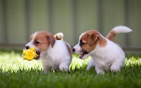 Affordable Jack Russell Terrier Puppies for Sale in India