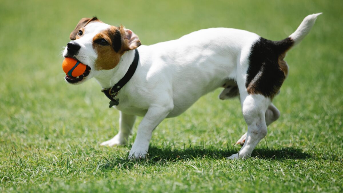 Affordable Jack Russell Terrier Puppies for Sale in India