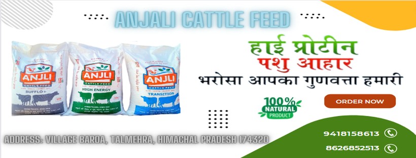 Anjali Cattle Feed Industry – Best Cattle Feed Manufacturer in India
