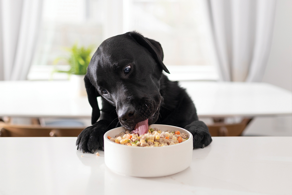 Fresh Dog food benefits! Can your dog enjoy it thoroughly?
