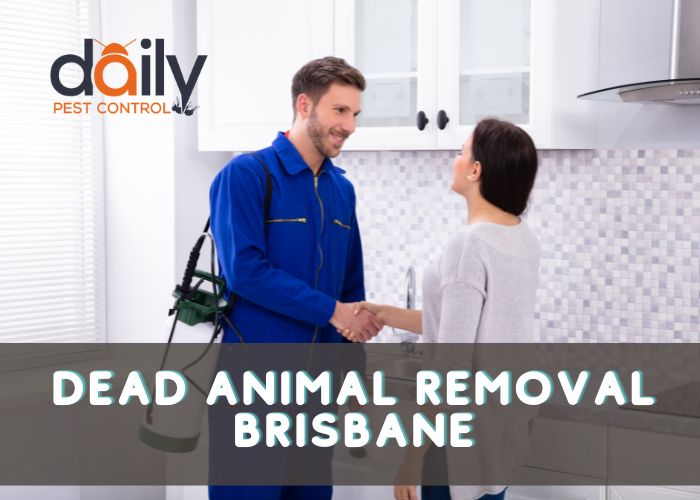 Dead Animal Removal Brisbane: Why Hiring A Professional Is Such A Good Idea?
