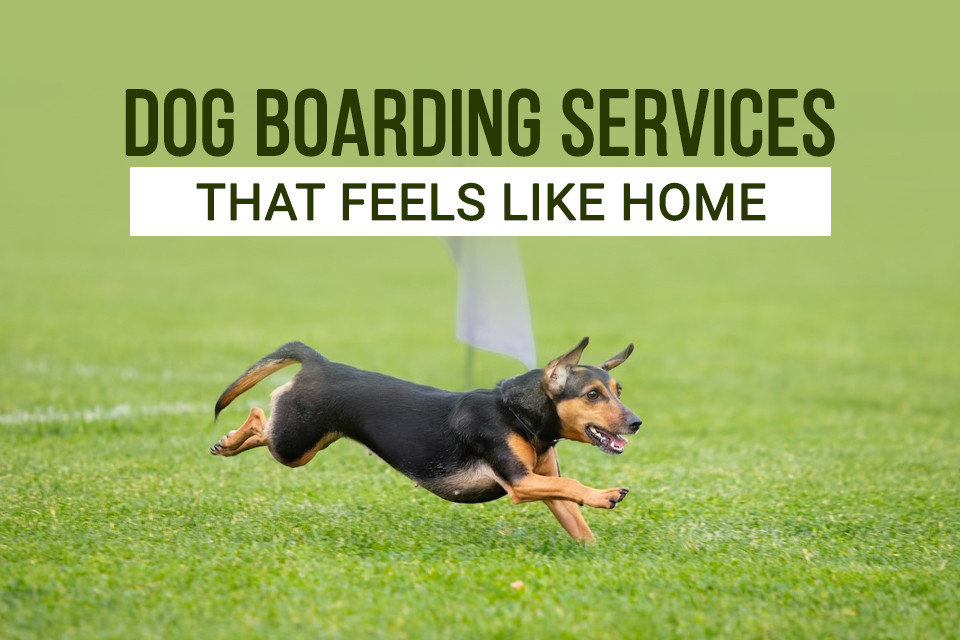 Dog Boarding Services that Feels like Home