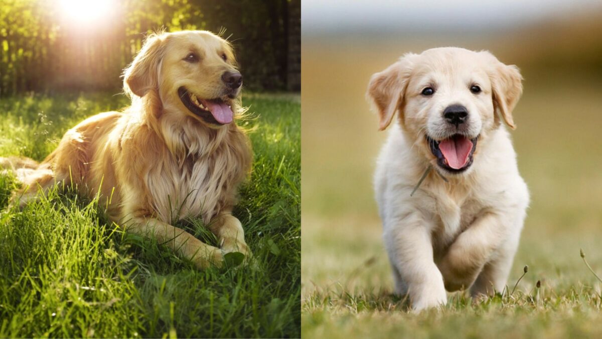 Dog Breeds: A Complete Guide to Choosing Your Perfect Canine Companion.