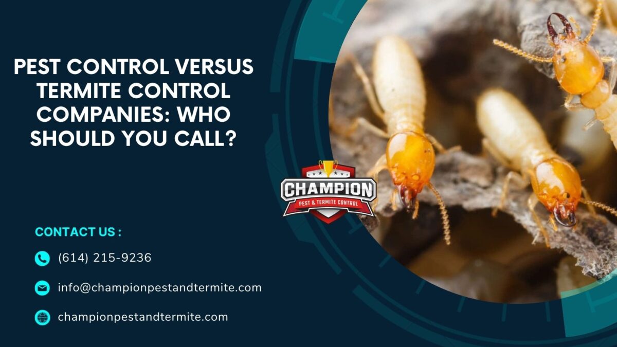 Pest Control versus Termite Control Companies: Who Should You Call?