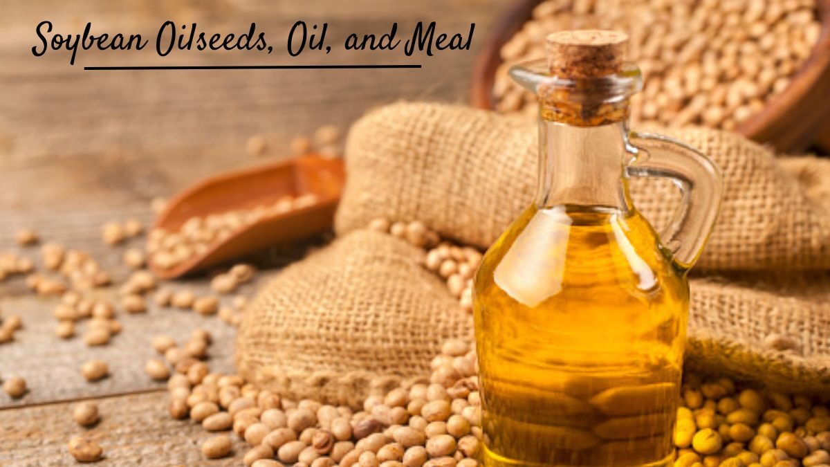 Soybean Oilseeds, Oil, and Meal: Production, Applications, and Specifications