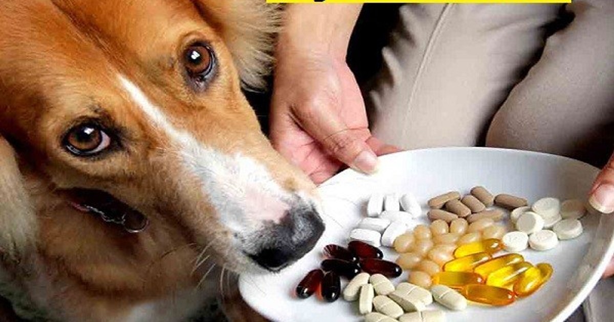 How Dog Vitamin Water Can Boost Your Dog’s Immunity and Energy Levels
