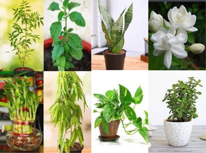 These Vastu Plants bring Spring of Happiness to Home— Say, online Astrologers!