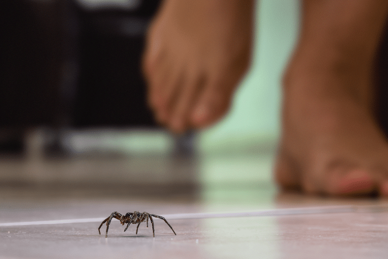 Why Do Spiders Come into Your House