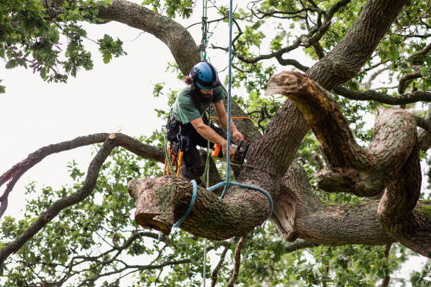 Tree Removal in Tulsa – What You Need to Know