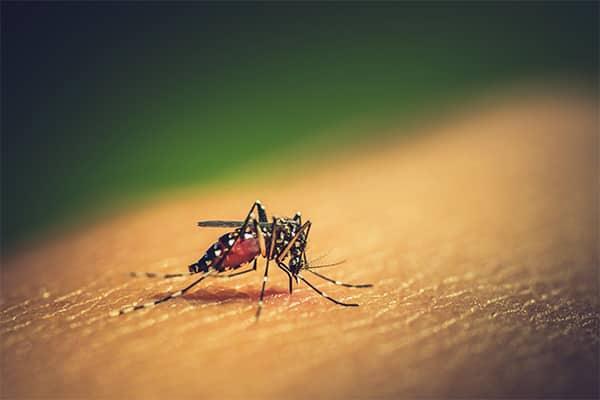 Ways To Prevent Mosquito Breeding in Your Yard and Mosquito Control in Houston