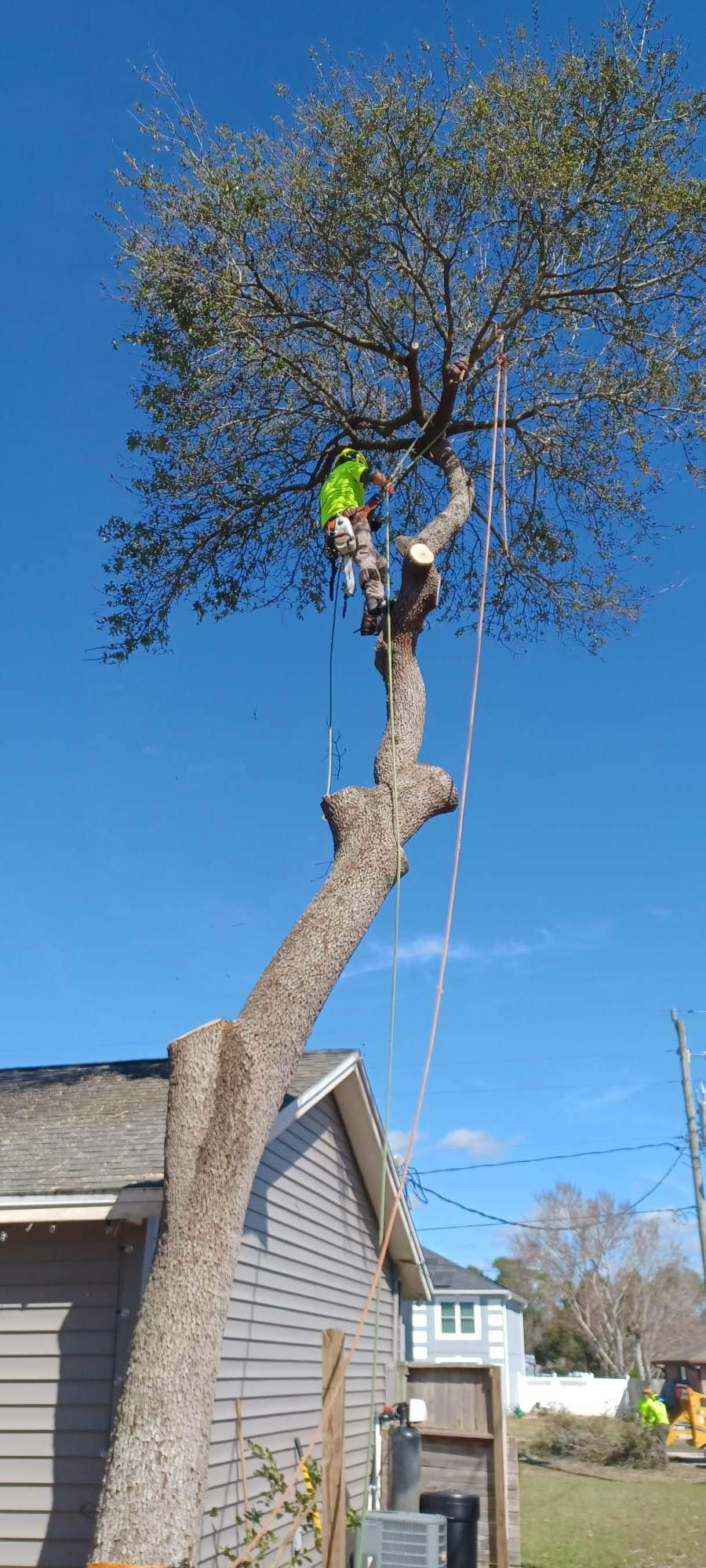 tree care expert cutting down tree branches