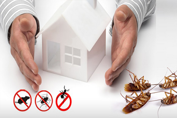 The Hidden Dangers of DIY Pest Control in Dhaka: Why Professional Help is Key