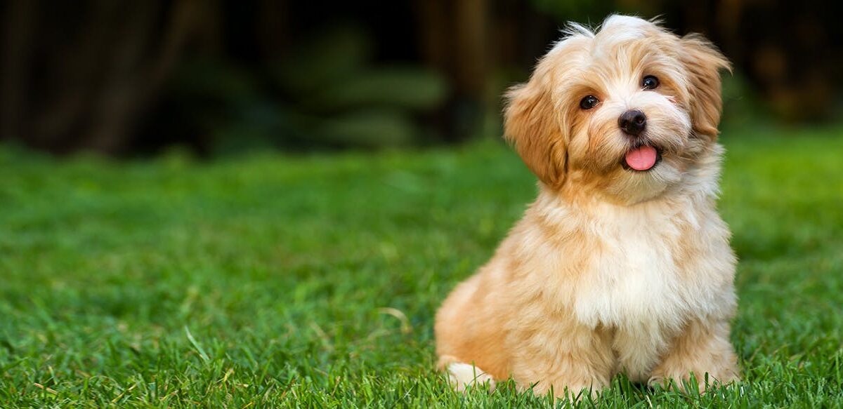 How to Find out the Price of a Havanese Dog?