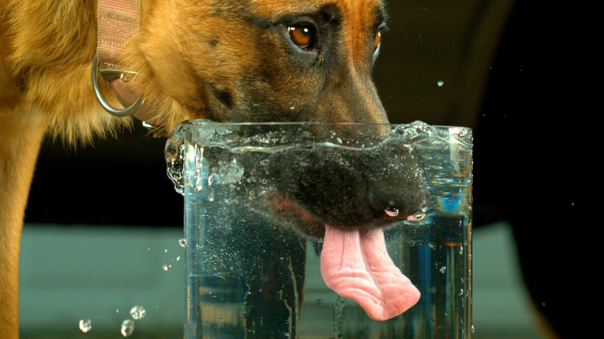 The Importance of Filtered Water for Dogs in Poland