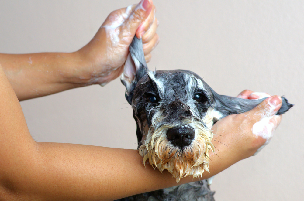 Top 4 Things to Avoid When Grooming a Dog