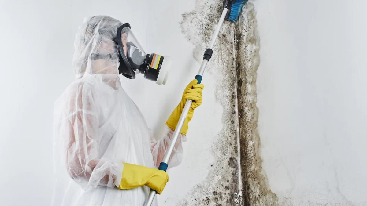 Mold Damage Repair: How to Treat, Repair, and Prevent It