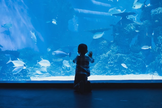 The Top 5 Steps to Choosing the Best Aquarium Filter