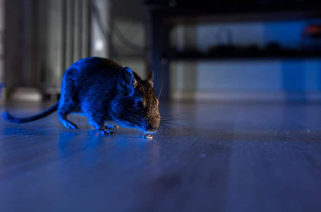 Choosing the Right Pest Control Services for Mice and Rats in Tampa