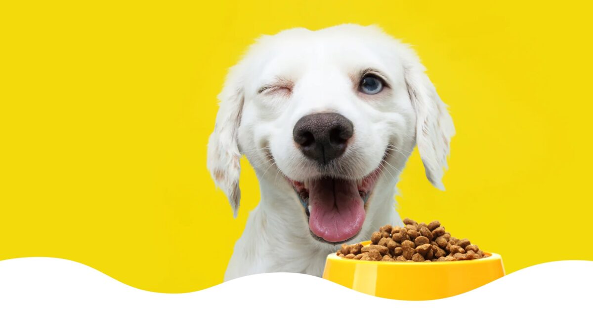AuzPetz One-Stop Online Shop for Dog Food in Australia