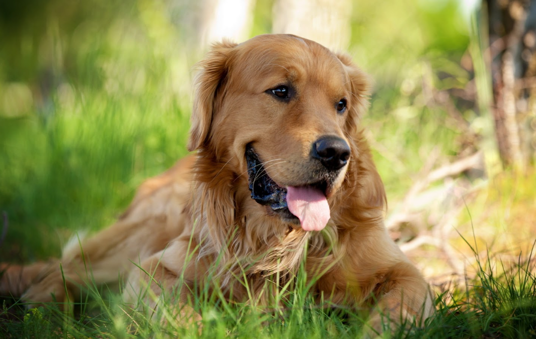 Should young dogs take joint supplements?