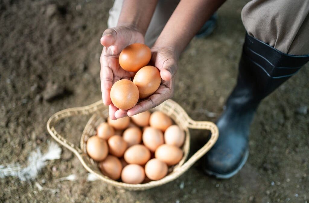 WHY DOES THE EXCHANGE JHARKHAND EGG RATE FLUCTUATE SO MUCH?