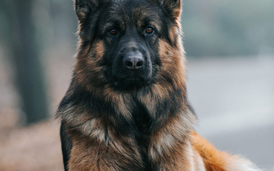 On Defense K9 – The Ultimate Personal and Family Protection Dogs