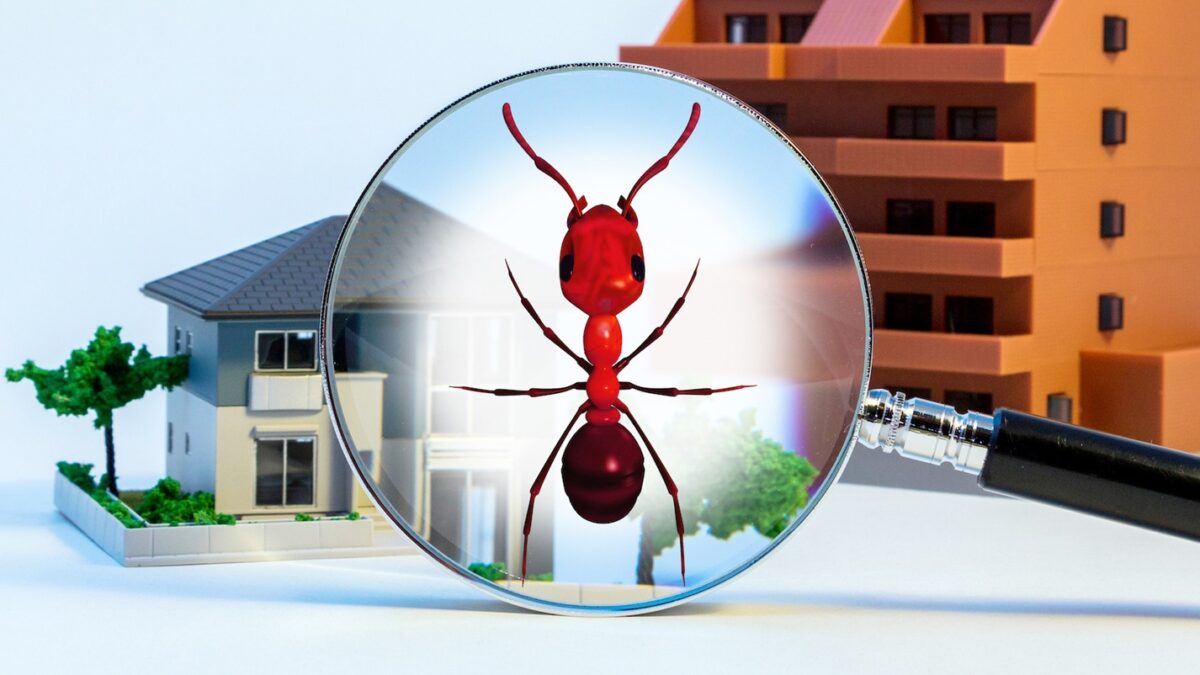 Termite Inspections: Protecting Your Home From Silent Destroyers