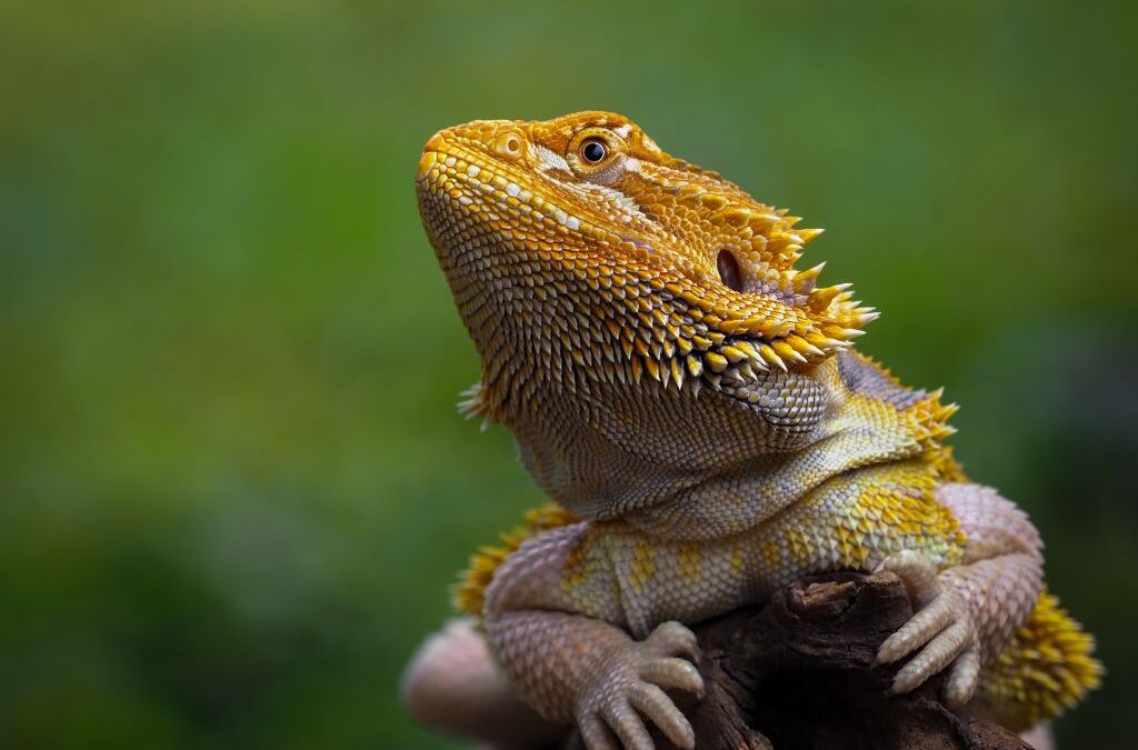 Bearded Dragon Food: A Foodie’s Guide to Reptile Feeding