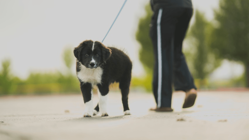 A person walking a black and white Border Collie.