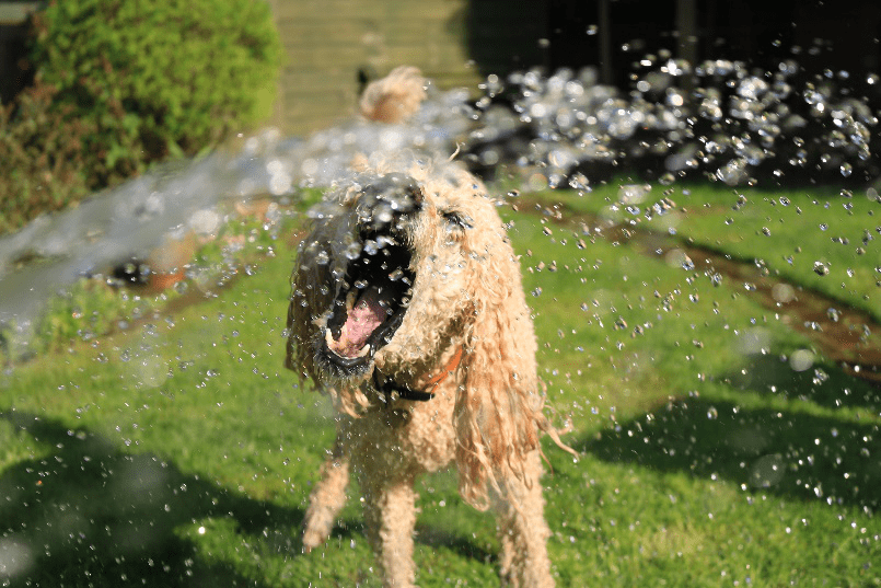 A dog in a garden drinking water from a sprinkle.