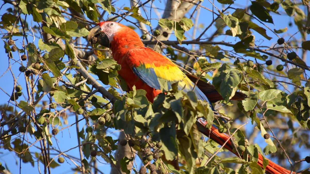 Top 10 Birds to Spot During Your Couples Getaway in Costa Rica