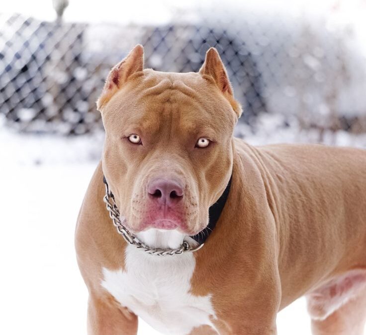 5 Tips for Training Pitbull Puppies Bought Near You