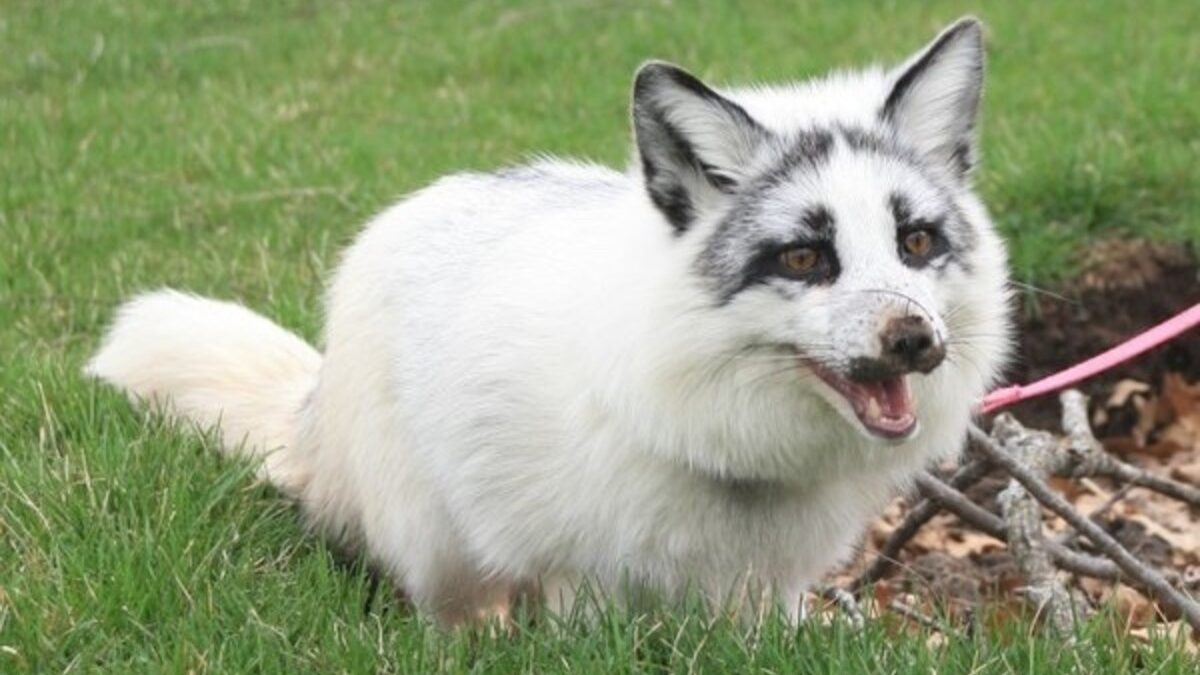 The Enigmatic Elegance of the Canadian Marble Fox