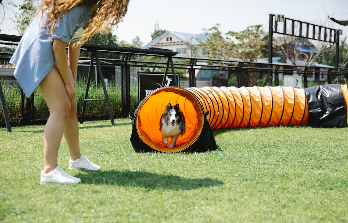 A dog running through a tunnel during its playtime.