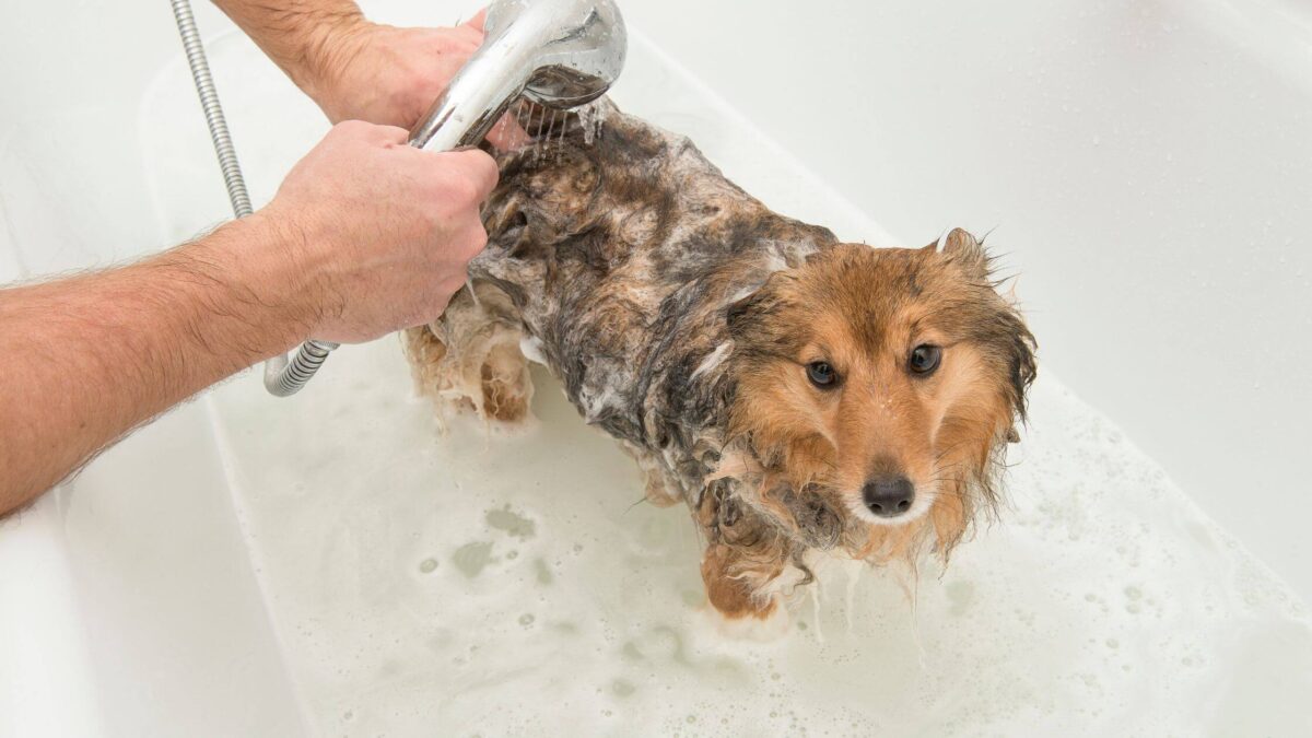Dog Grooming in Toronto: Expert Care for Your Beloved Canine