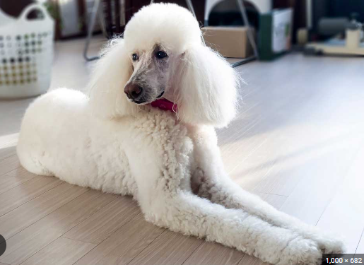 Breeding Brilliance: The Art and Science of Rare Red Standard Poodles