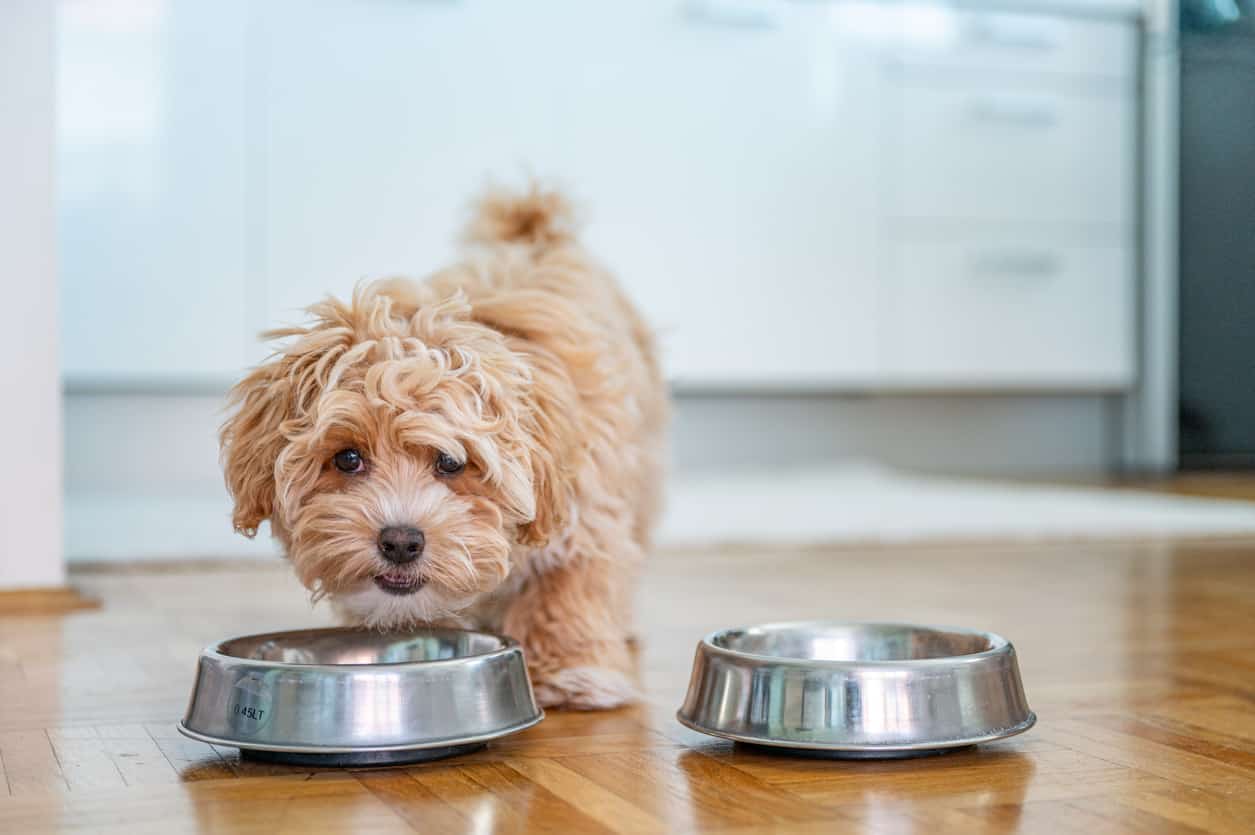 Dog Nutrition Chart: How Much Should I Feed My Dog?