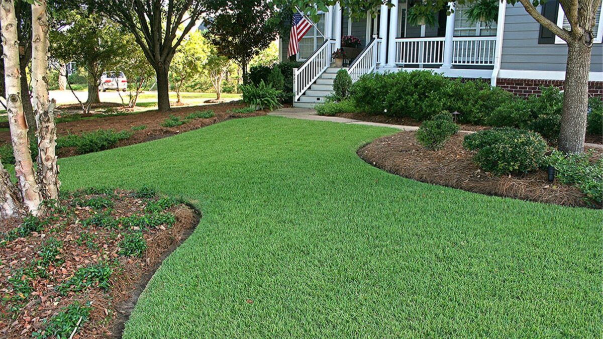 Regal Green: Cultivating Majesty with Empire Zoysia Grass Seed