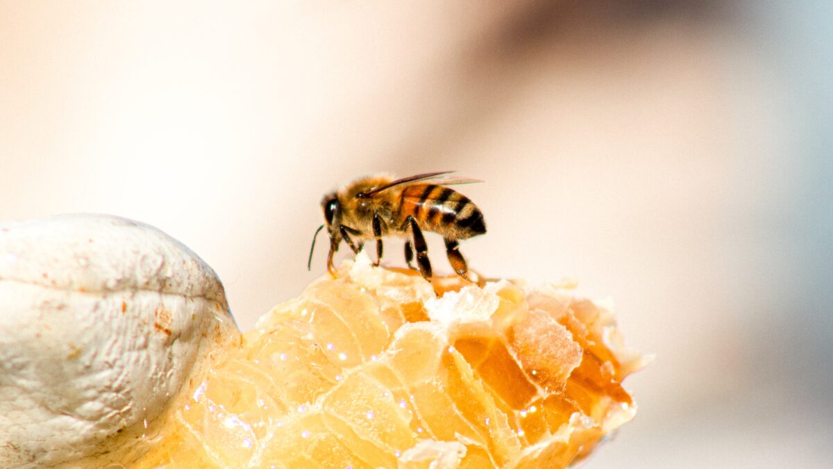 The Sweet Convenience: Why Buying Honey Online is Buzzworthy