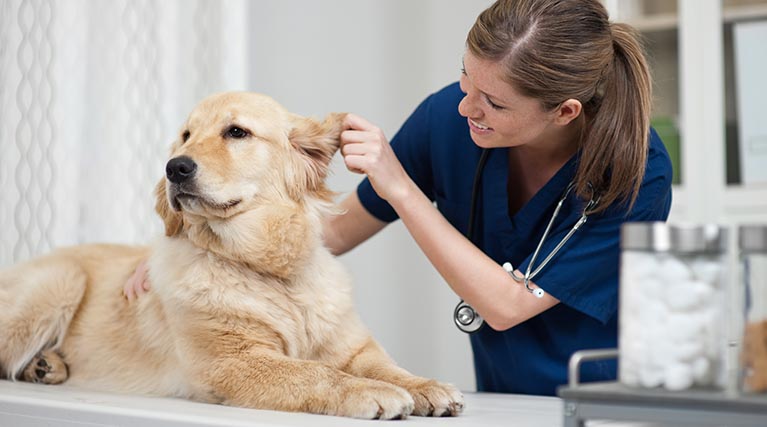 The Vital Role of Preventive Care in Veterinary Clinics