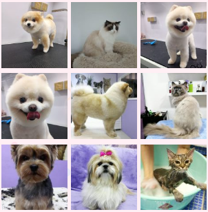 Paws and Protection: Safety Measures of Pet Grooming in Abu Dhabi by Crazy Pets.