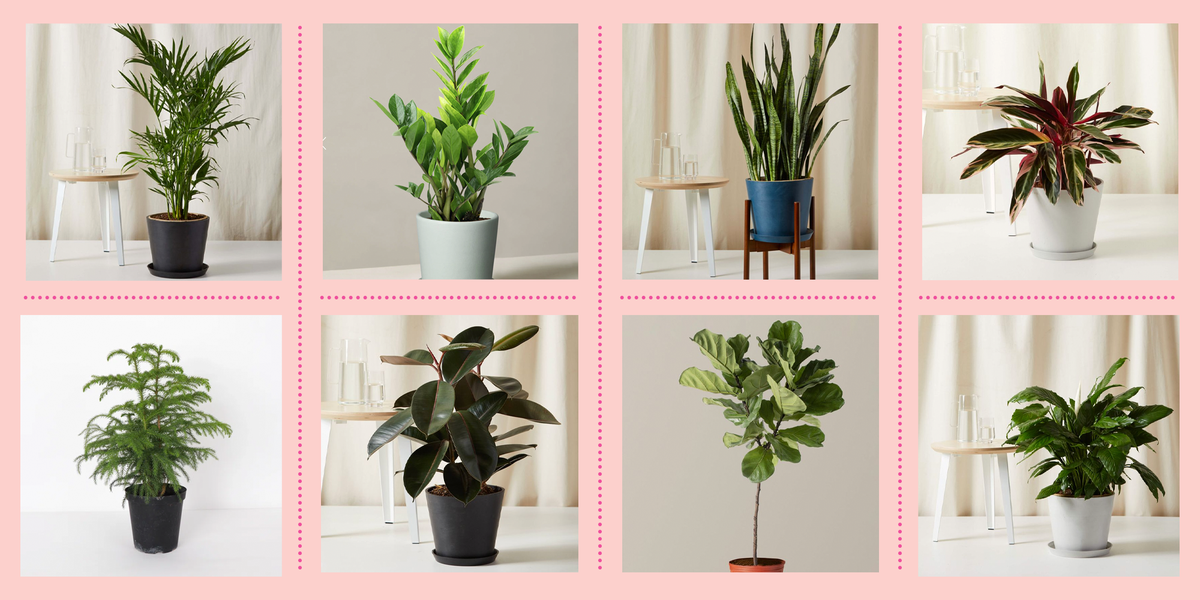 Top 10 Easy-to-Care-for Houseplants