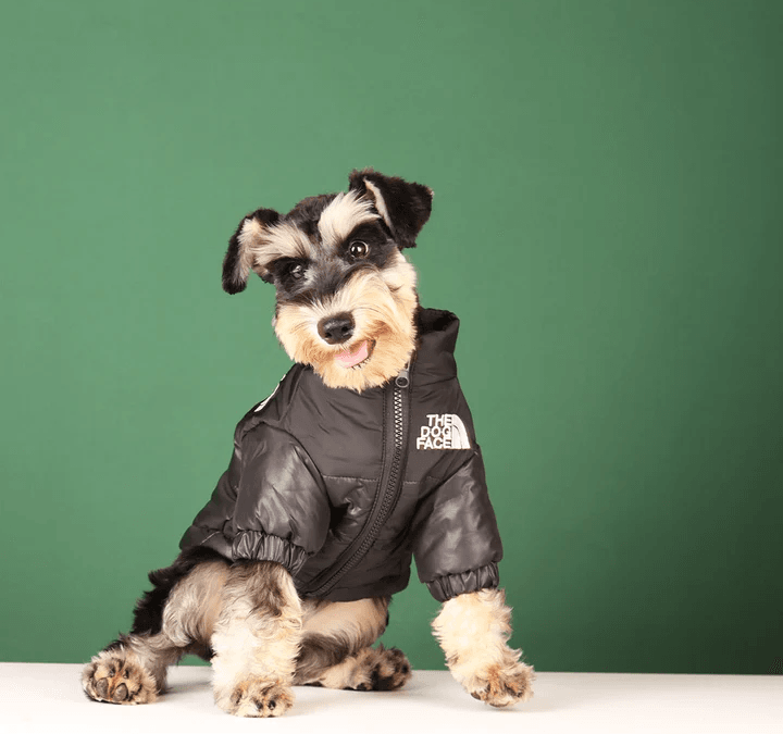 How to Pick the Best Winter Coat for Your Pet: A Complete Guide
