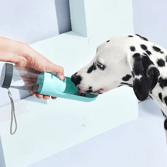 How to Choose a Travel Water Bottle for Your Dog