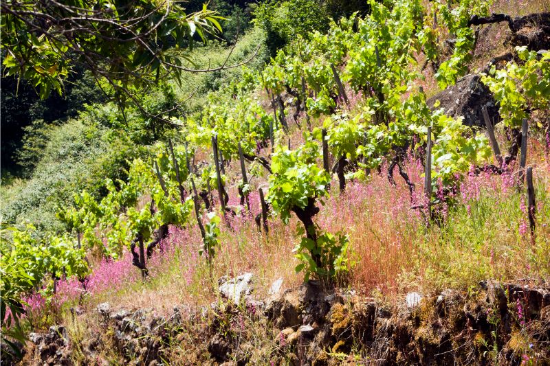 The Enchantment of the Vineyards by the Miño River