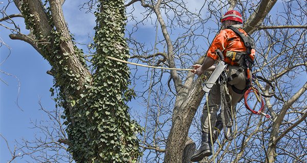 What Is The Difference Between Tree Lopping and Pruning?