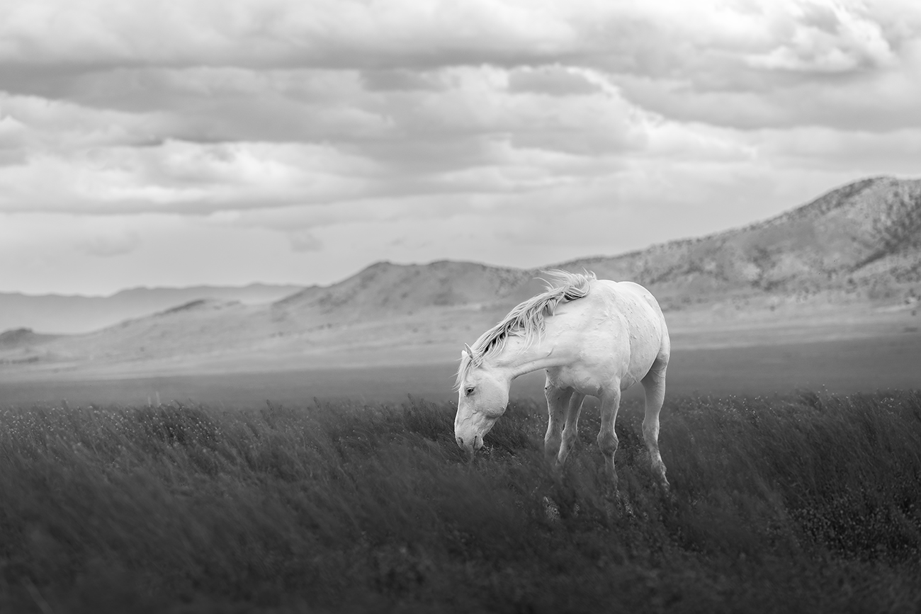 black and white photography of a horse