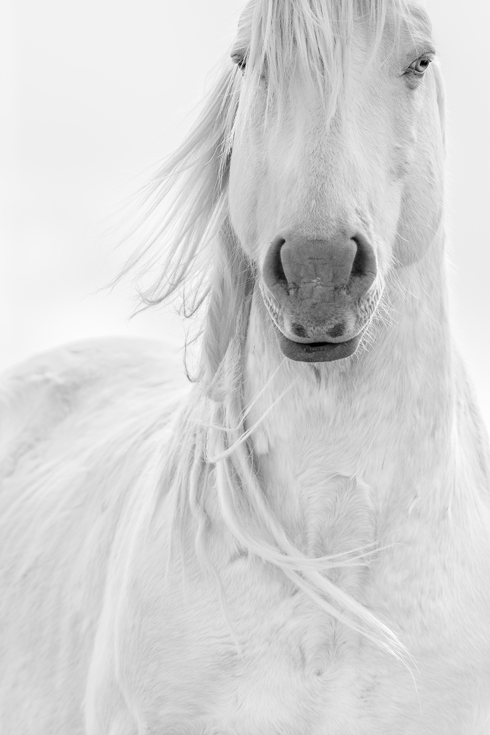 gray scale image of horse’s face