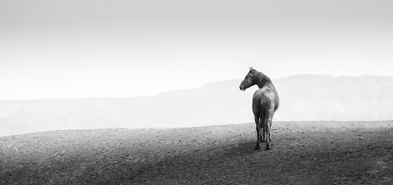 image of a horse from behind standing on a heightened piece of land